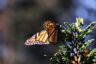 Esperan arribo de 80 millones de mariposas monarca al santuario El Rosario, en Michoacán