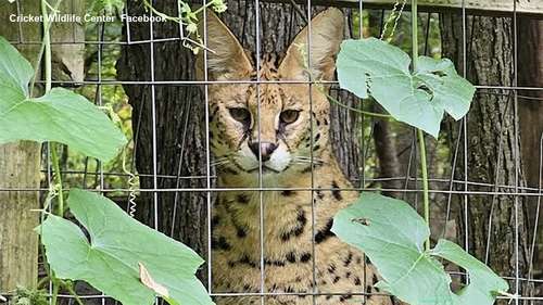 Wildcats escape Cricket Wildlife Center in Pennsylvania after enclosure damaged by fallen tree