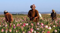 Why the CIA dumped millions of genetically modified poppy seeds from high altitude