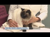 Clinical trial for groundbreaking cat treatment with kidney disease