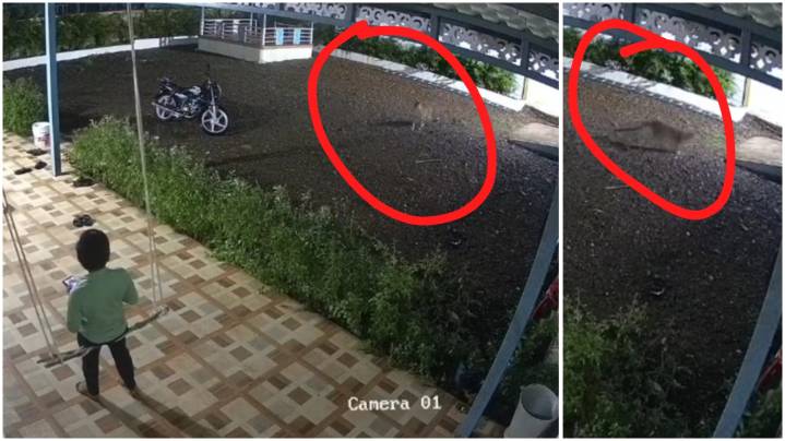 Video: Child Narrowly Escapes Leopard Attack While Playing on Swing in Pune’s Khed Taluka