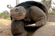 San Diego Zoo's Gramma the Galápagos Tortoise Dead at 141, Experts Estimate