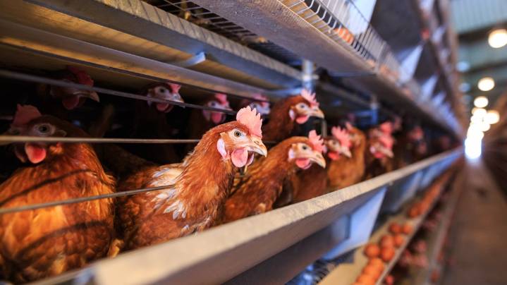 Bird flu detected in Allegan Co. commercial flock