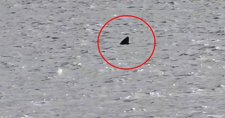 Shark fin feet from shore terrifies beach-goers who feared 'great white' sea beast