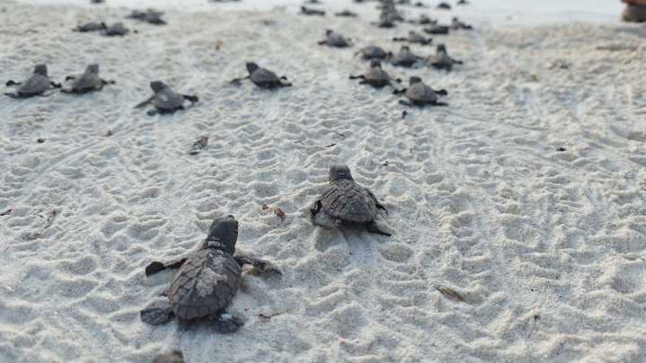 En el departamento Archipiélago, 19.000 tortugas marinas emprendieron su camino al mar junto a la armada de Colombia