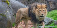 Happy birthday, Zawadi! Lion at Oregon Zoo turns 18