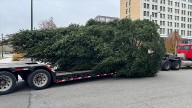 Youngstown Christmas tree arrives downtown ahead of holiday festivities