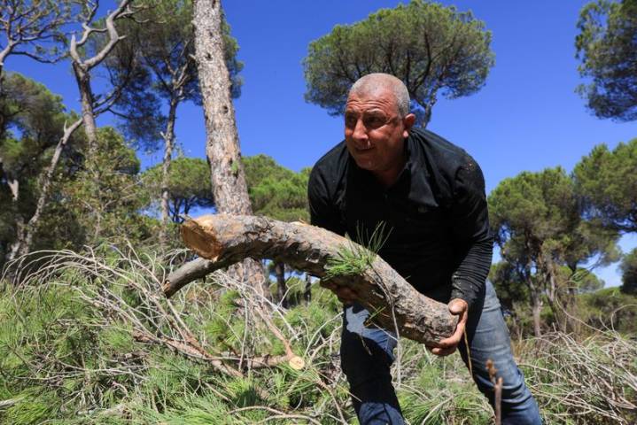 Lebanon's historic pines are dying, one cone at a time