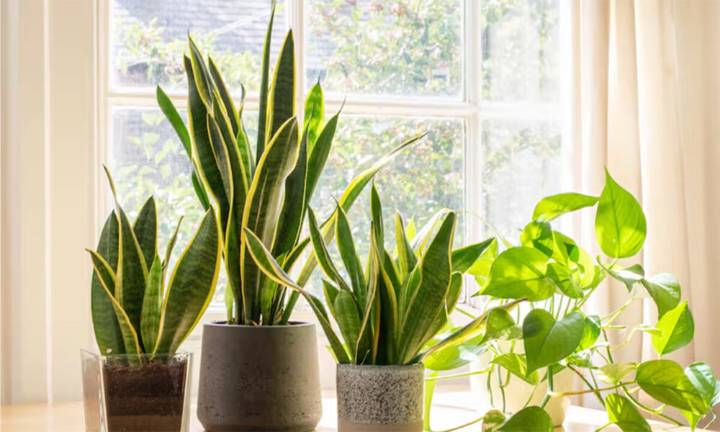 Plantas todoterreno: cinco especies que resisten hasta los olvidos