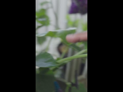 Army veteran reflects