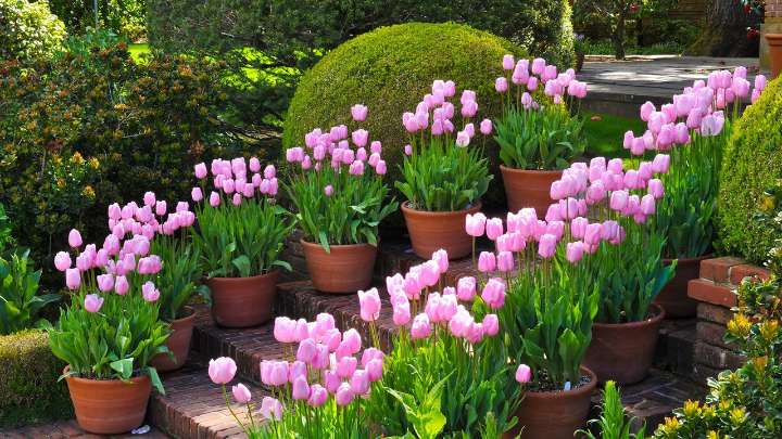 Get planting this November for a beautiful yard full of springtime tulips