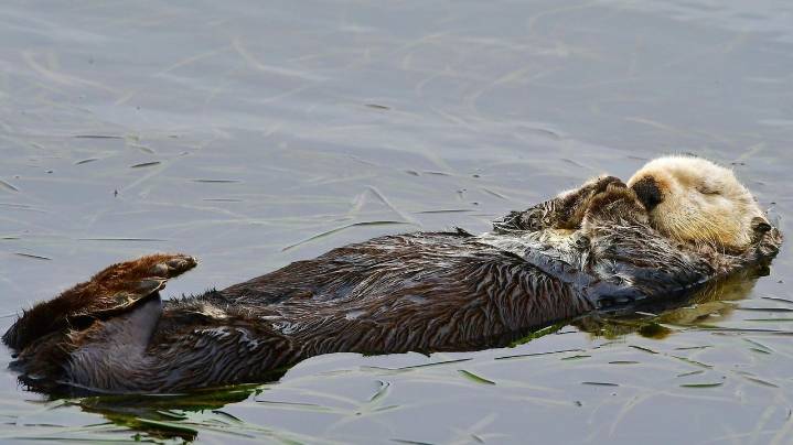 Baby sea otter is reunited with mother in central California after dramatic rescue