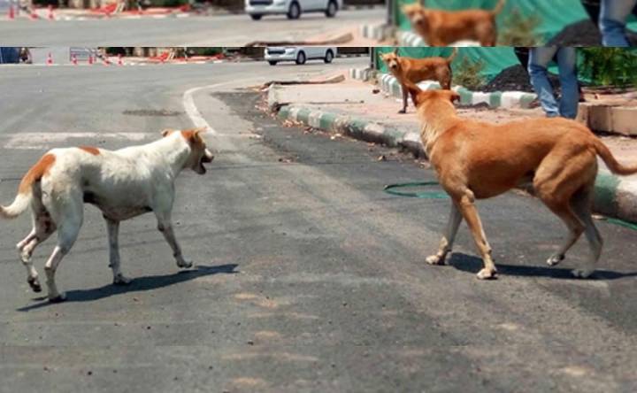 Civic bodies working extra time after SC order on stray dogs