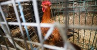 Hasta 2,5 millones de gallinas sacrificadas por la gripe aviar