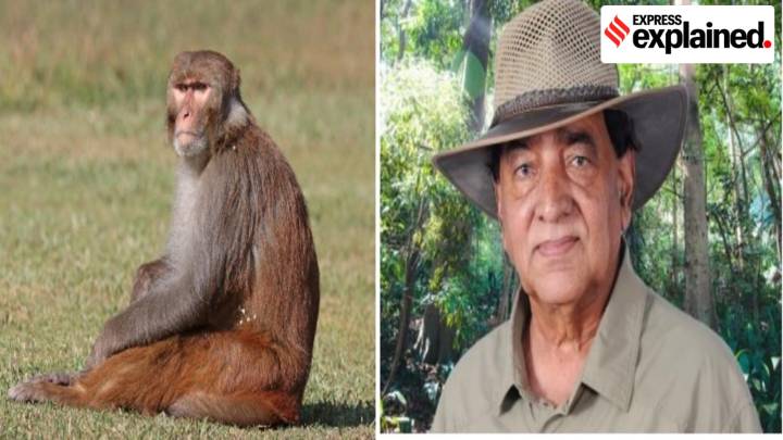 Why Rhesus Monkeys need protection – ‘They play key role in dynamics of nature’