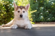 Ultimate Husky Puppy Shopping List: Checklist of 24 Must