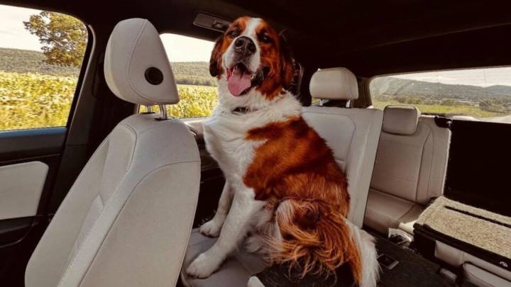 Pennsylvania Woman Was Warned Her Puppy Would Grow Big, Three Years Later She Understands What They Meant