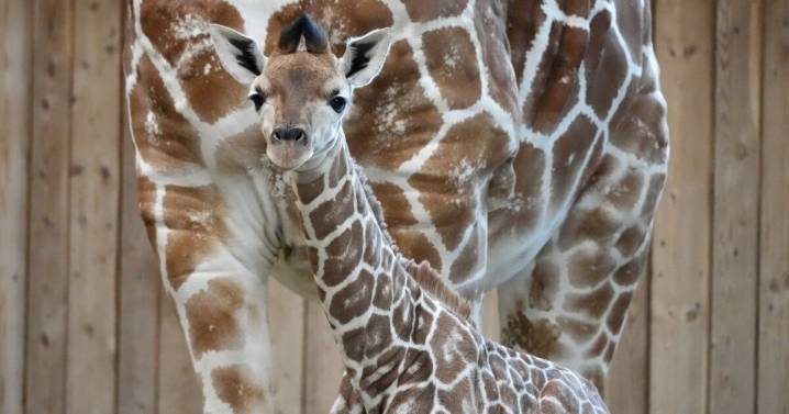 Detroit Zoo announces birth of healthy baby giraffe