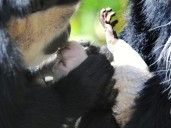 Neanderthals and ancient apes likely kissed too