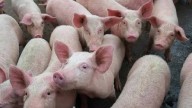 Manipur reports fresh African swine fever outbreak; authorities issue containment orders