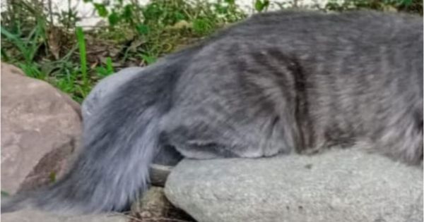 Se perdió uno de los gatos más lindos de Salta y lo buscan por todo Vaqueros