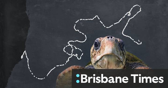 Think you can only see this exotic creature on holiday? Try a Sydney beach