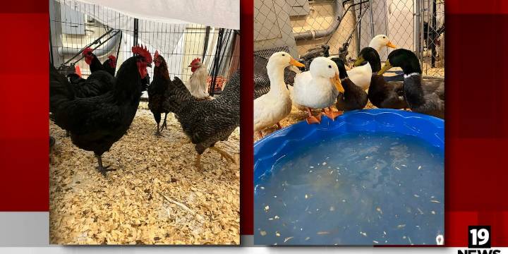 Ducks and roosters surrendered to Friendship APL in need of adoption