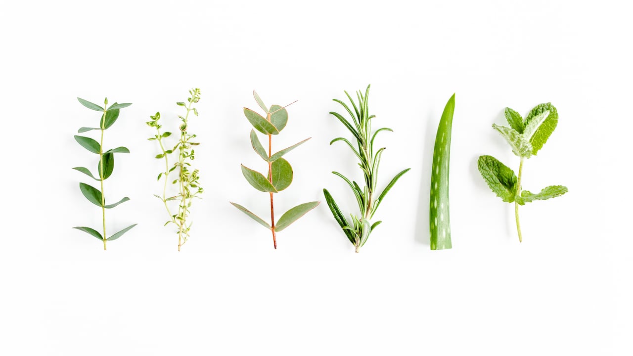 Mezclar hojas de romero con eucalipto: para qué sirve y por qué recomiendan hacerlo