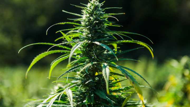 Hemp fight between Paul, McConnell at center of deal to end shutdown