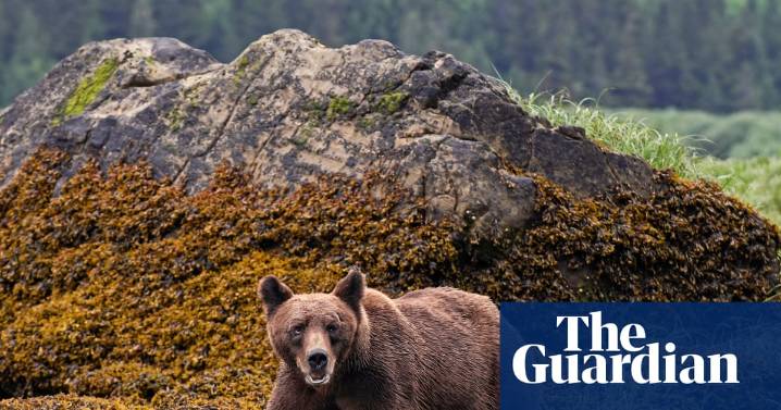 Grizzly bear that attacked children and teachers in Canada still eludes searchers