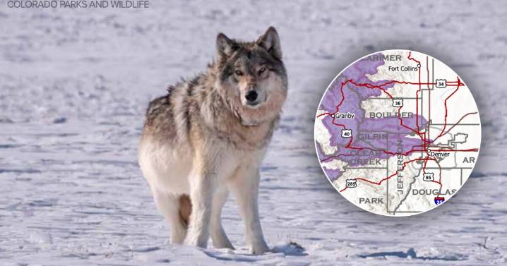 New maps show wolves have explored areas close to metro area, including SE Boulder County, northern Jeffco