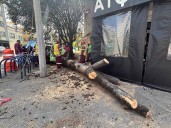 Trabajador realiza poda y cae con árbol de 8 metros de altura en CDMX