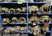 Global tiger trafficking crisis worsens with nine big cats seized monthly