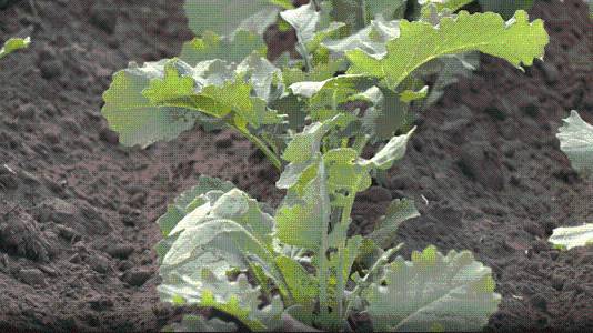 Farmers prepare for upcoming cold snap