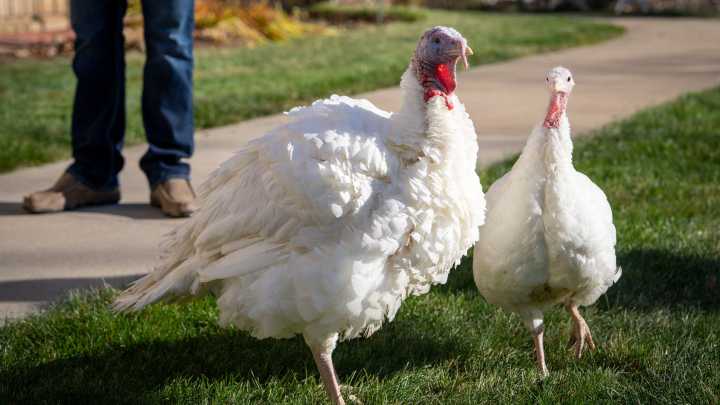 Here’s what we know about Thanksgiving weather in Iowa