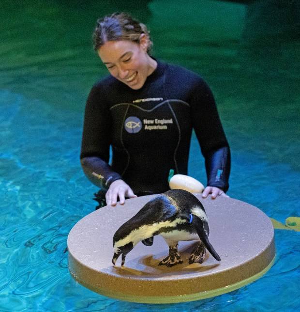 A black-tie affair: Penguins at the New England Aquarium (photos)