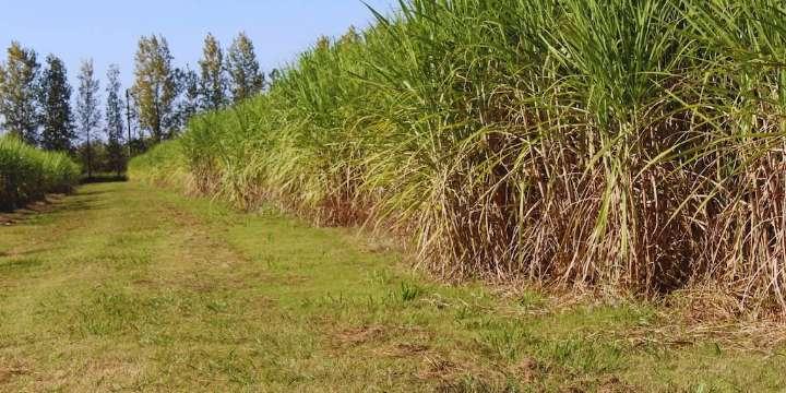 Dosis a medida: cómo ajustar el nitrógeno potencia la productividad de la caña