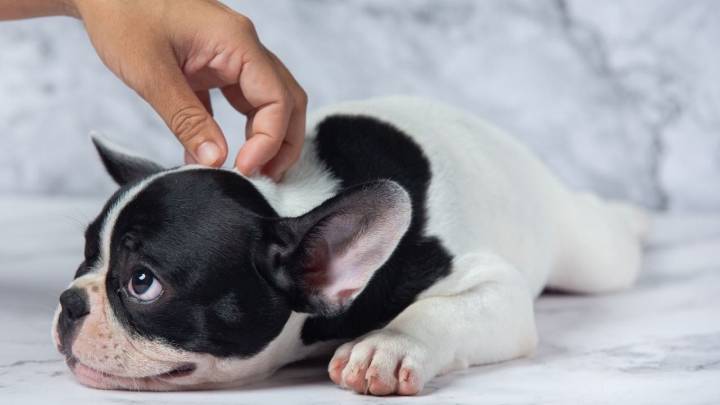 ¿Tu perro se rasca? Experto te explica qué hacer y cuándo llevarlo al veterinario