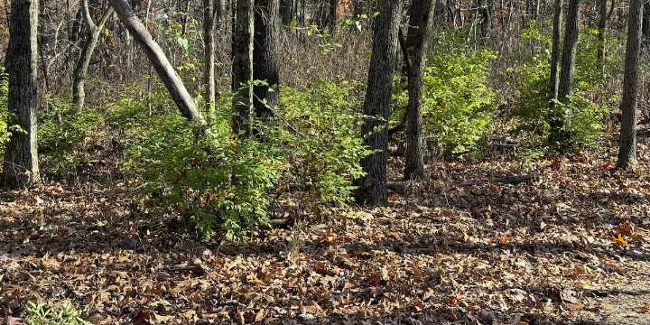FIRST ALERT WEATHER: A guide to spotting and removing invasive plant species