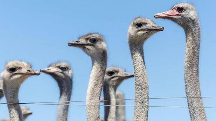 “El mundo está mirando”. El caso de los 300 avestruces que fueron sacrificados en Canadá en medio de una enorme polémica