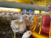 Colombia podrá exportar nuevamente la carne de pollo a Japón