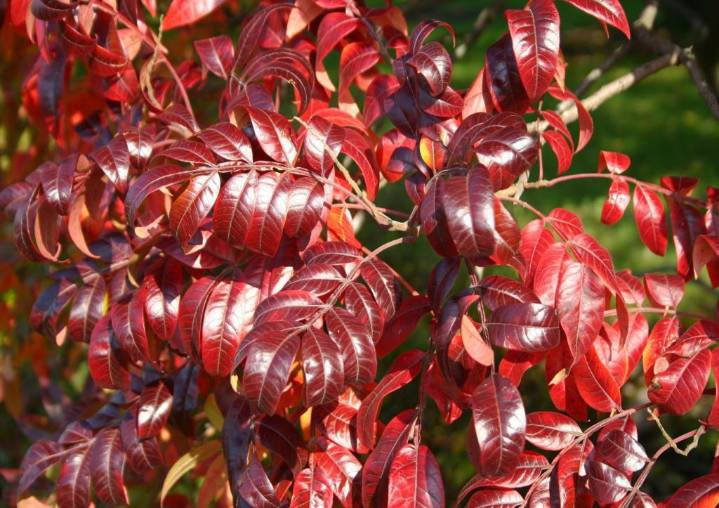 Add pops of autumn color with native shrubs