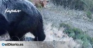 La reacción de un oso pardo ante unas vacas que destroza un prejuicio muy arraigado