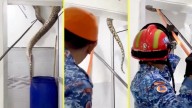 Capturaron enorme pitón en el techo de una casa en Malasia: Se resistió y cayó al suelo de golpe