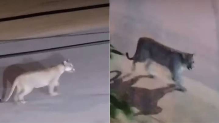 Un puma caminó por las calles de un poblado y generó alarma