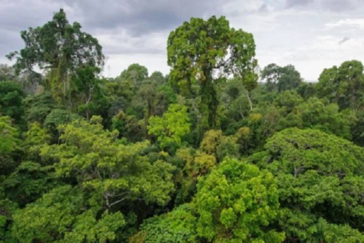 Con tecnología satelital monitorean más de 67 millones de h de bosques húmedos amazónicos