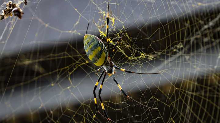 Learn more about Joro spiders in the US. Critters to return in 2026.