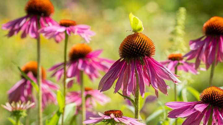 Can You Grow Coneflowers From Seed In The Fall Or Is It Too Late?