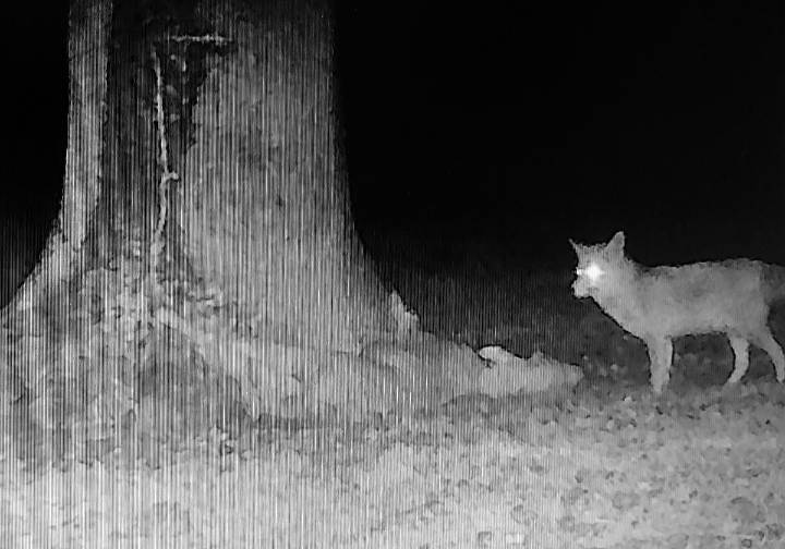 «Llevo 30 años de ganadera y nunca viví algo así»