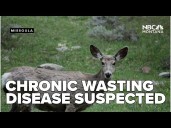 2nd case of chronic wasting disease suspected on Flathead Reservation